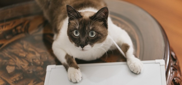 積極的に話を聞いてる猫のイメージ