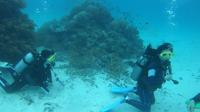 西表島のスキューバダイビング