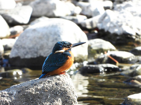 カワセミの画像