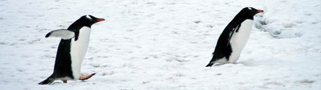 二匹のペンギンの画像