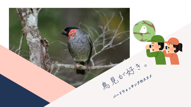 バードウォッチングを知ろう！